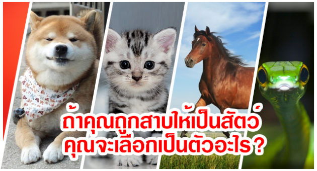 ถูกสาป