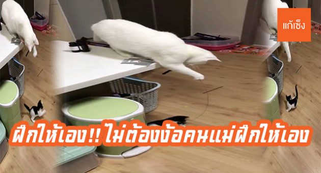 ฝึกให้เอง