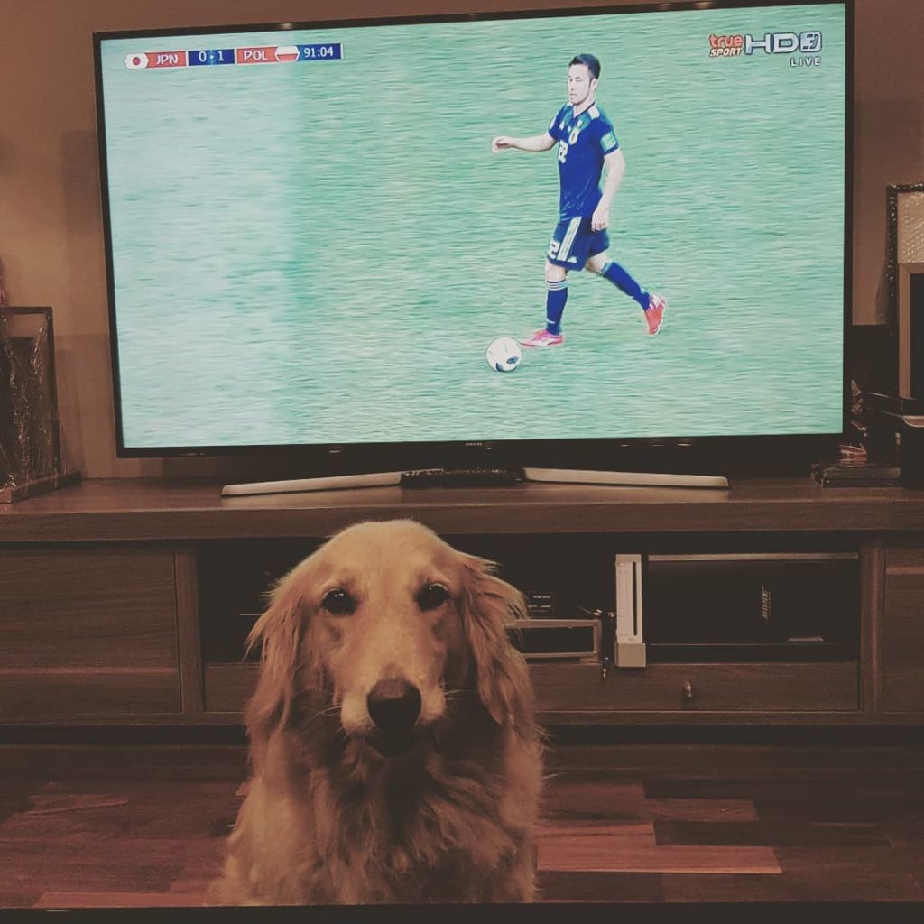 TV Pool Online