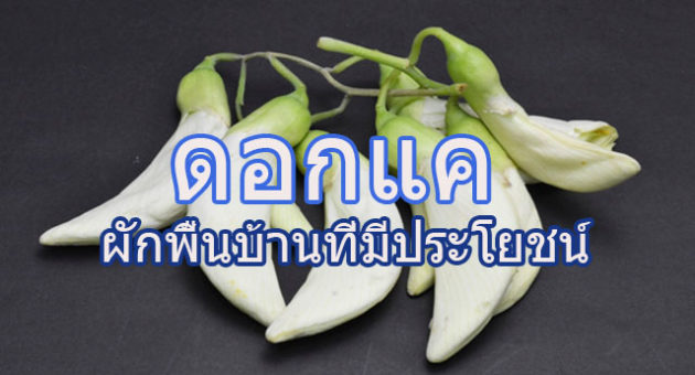 ้่ด้่ดเ