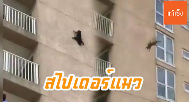 ปกแมว