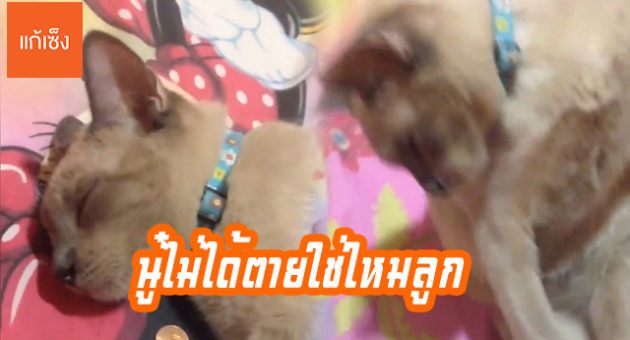 ปกแมว