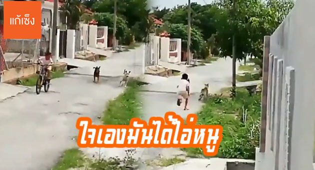 ปกไล่หมา