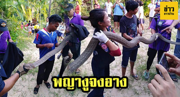 ปก