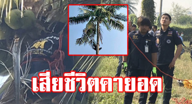 เดกเดกะพำำ