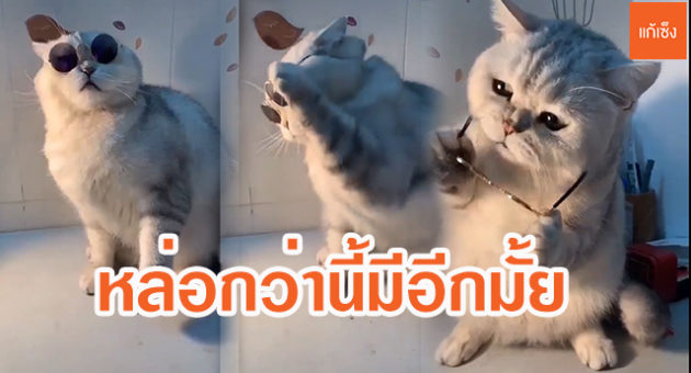 ปก