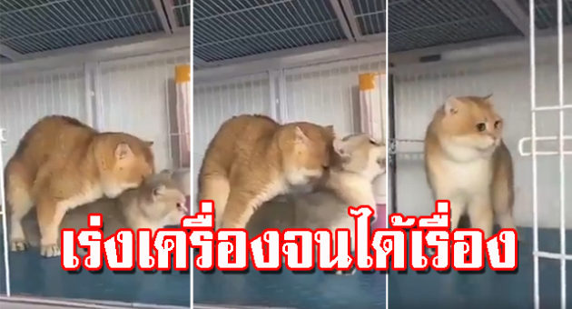 เร่งเครื่อง
