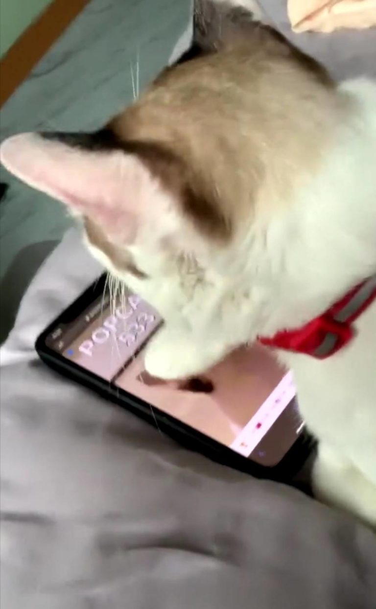 น้องมายูลั่น! เห็นพ่อนั่งกดPOPCAT