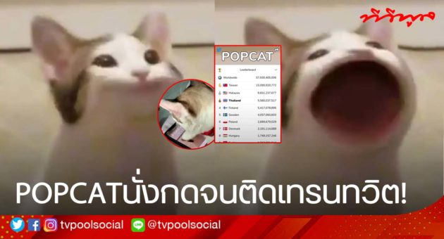 ปกข่าว tvpool แมว