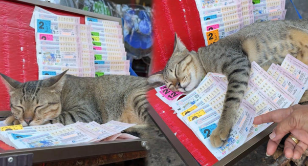 ปกดิบ